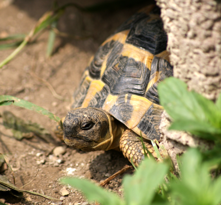 Anzeigepflicht für Tiergehege