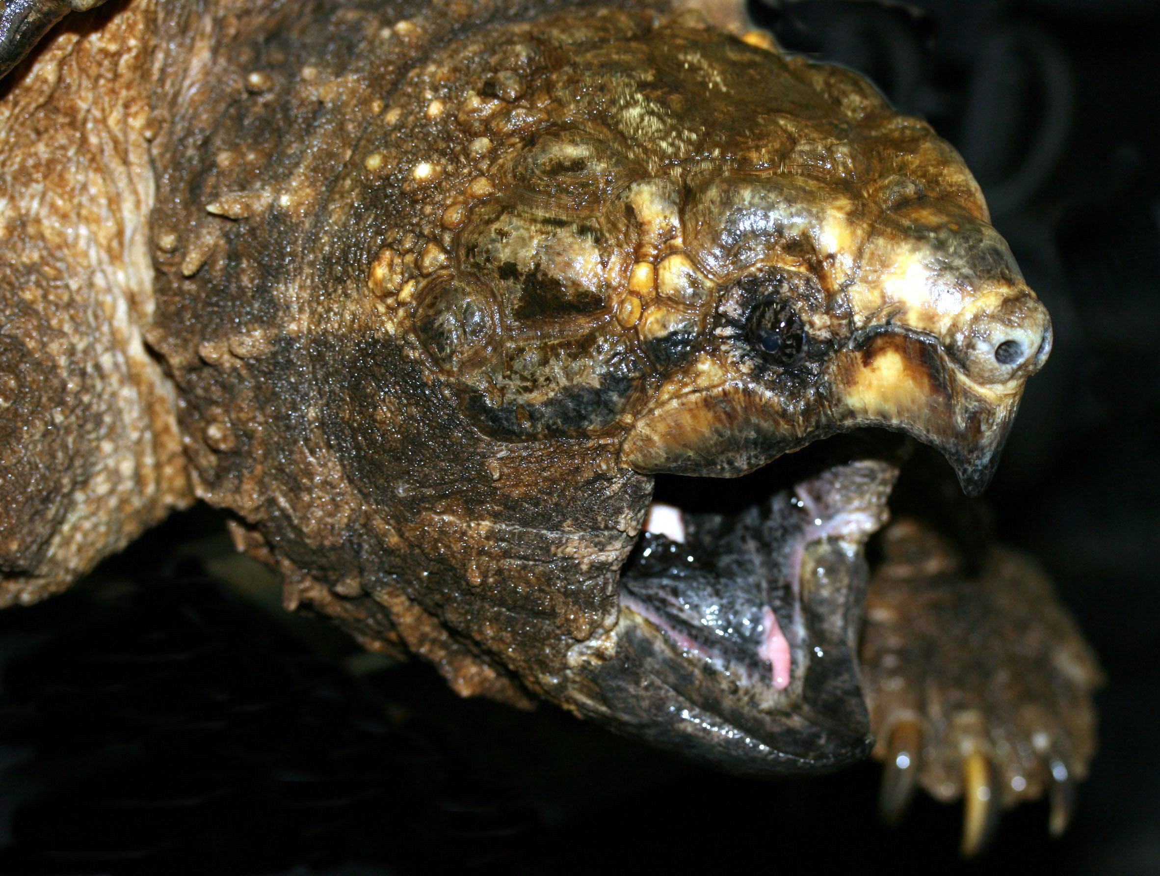 Ein schwächelndes Monster