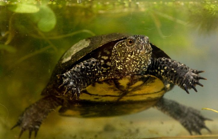 Zurück zur Natur: Schildkrötenbabys in Brandenburg ausgewildert