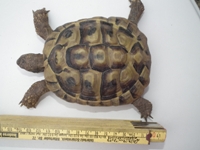 Hessen: Digitale Passfotos für die Schildkröte jetzt möglich