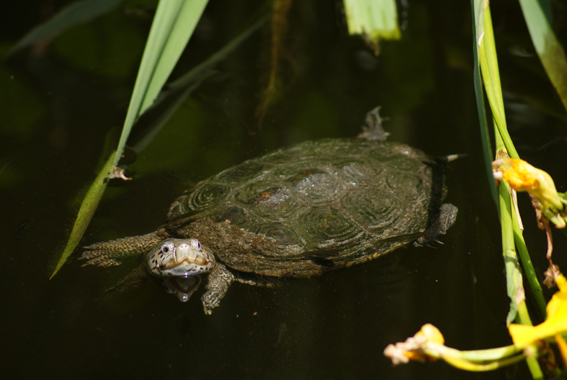 Neue Florida Freshwater Fishing Regulations