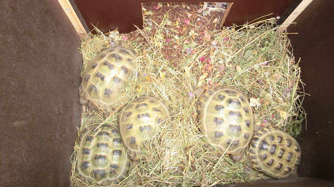 Klara und Luise - Manchmal ist es besser, Tiere zurückzunehmen...