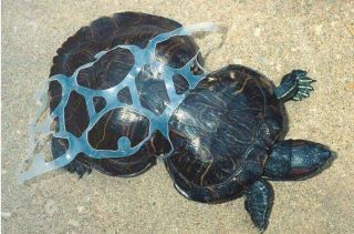 Rotwangenschmuckschildkröte "tailliert"