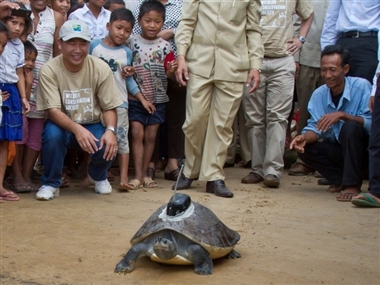 Seltene Schildkröte in Kambodscha ausgewildert