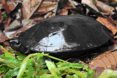 Sind die Schildkröten der Welt am Rand des Aussterbens?