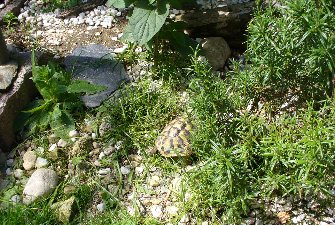 Natürliche Panzerpflege von Landschildkröten