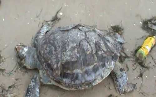 Zwei Meldungen zu angeschwemmten Schildkröten: