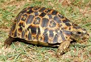 Gelenkige Schildkröte - Zwei neue Arten der Landschildkröte Kinixys in Afrika entdeckt