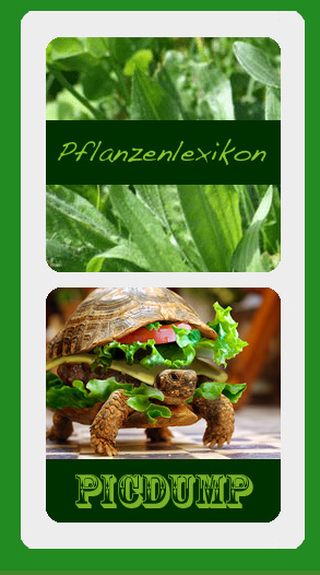 Fundstücke: Turtle PicDump - Spaß an Schildkröten im Internet