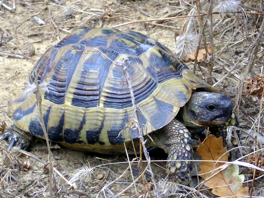 Beim Einkaufen Schildkrötenprojekte unterstützen - Nichts leichter als das