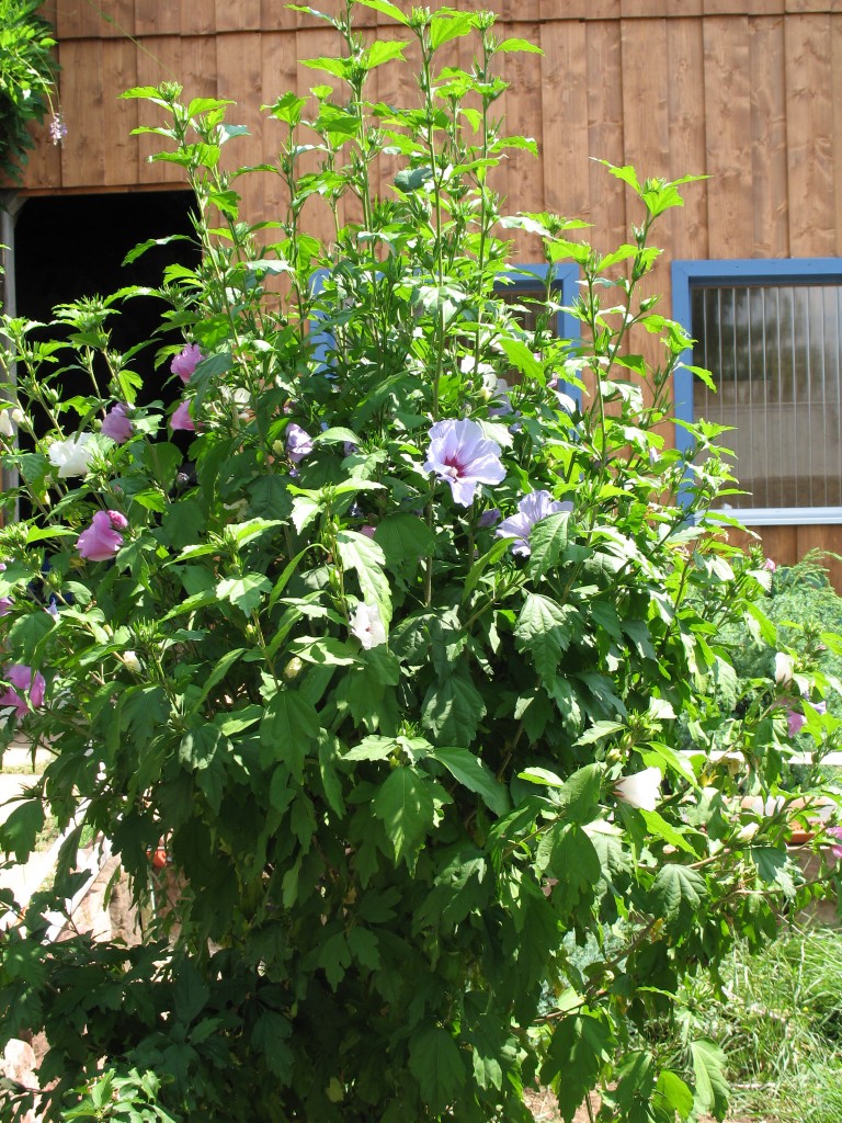 39+ Malvengewächs Kaufen Für Garten, Mit dem mediterranen look