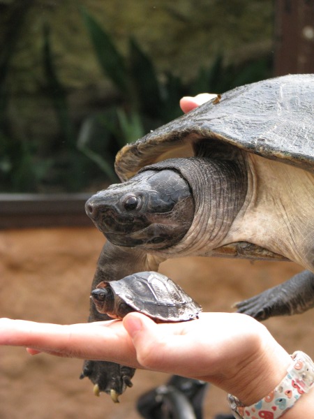 Großer Zuchterfolg bei den Borneo-Flussschildkröten