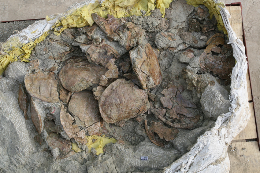Gigantische Fundstelle fossiler Schildkröten entdeckt