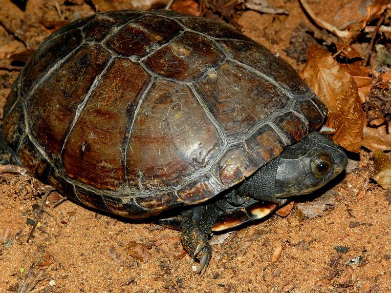 Unnötig geschützt? Schildkrötenart auf den Seychellen