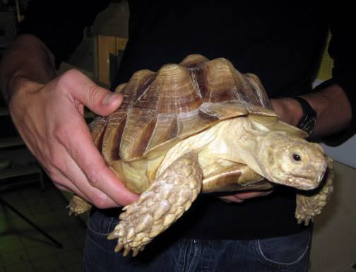 Entsorgte Riesenschildkröten