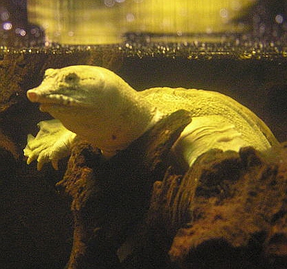Chinesische Schildkröte gibt Urin über die Mundschleimhaut ab