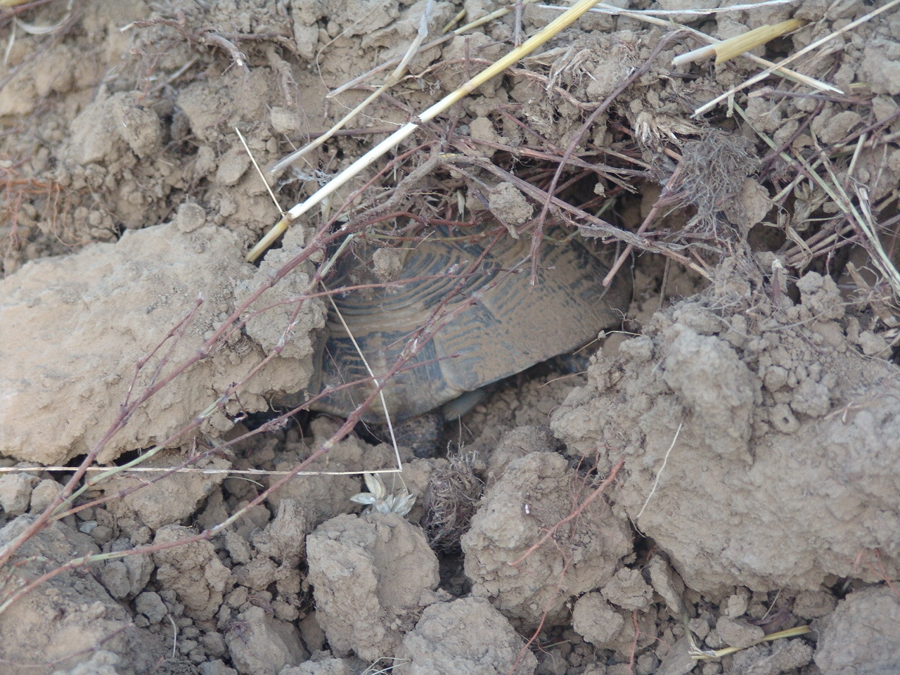 Reise an die Schwarzmeerküste in Sachen Schildkrötenschutz - Teil 2