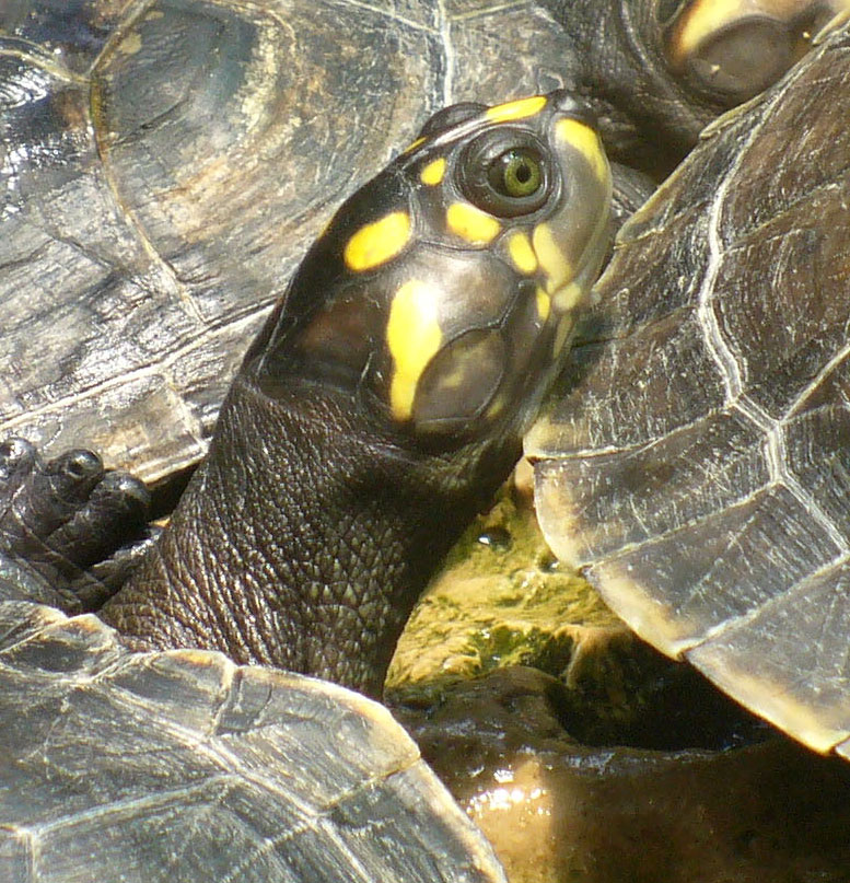 WWF meldet „Auferstehung“ bedrohter Süßwasserschildkröten in Bolivien