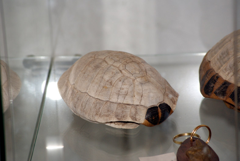 Calciumernährung (#3): Wozu brauchen Schildkröten Calciumcarbonat?