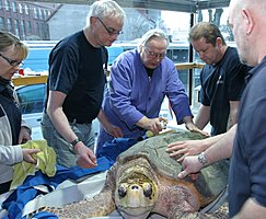 Tierarzt zufrieden mit Schildkröten-Check im Meeresmuseum