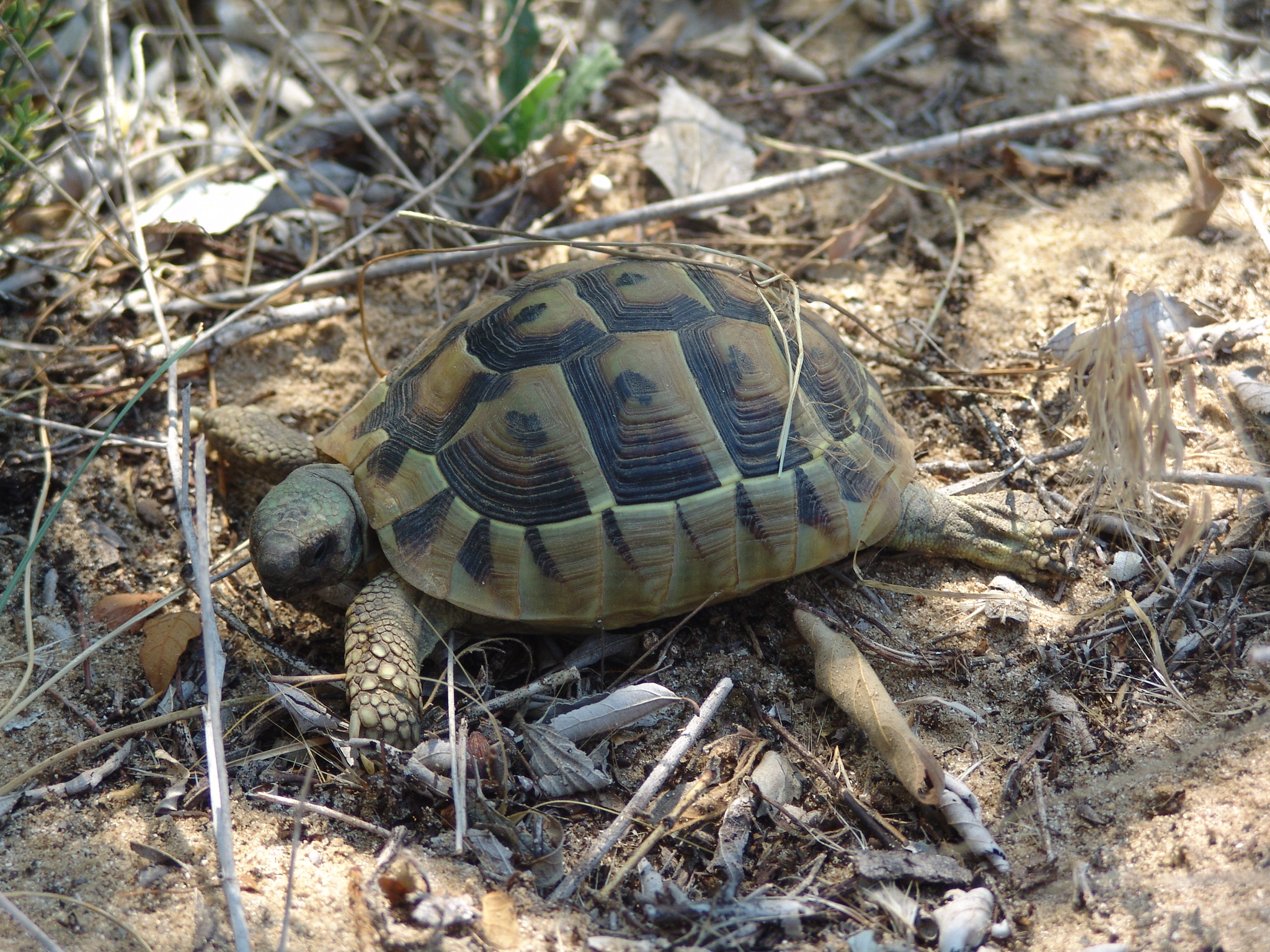 Exkursionen der Schildkrötenschutzstation in Banya