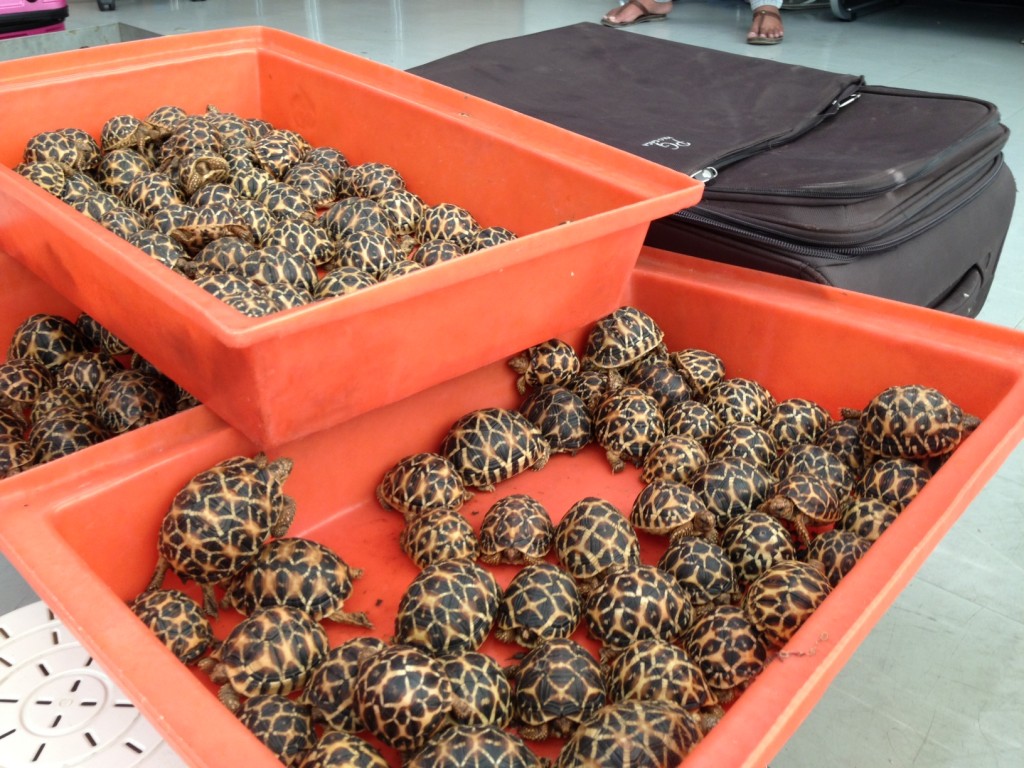Eine der größten Beschlagnahmen von Schildkröten in Thailand – TESTUDOWELT