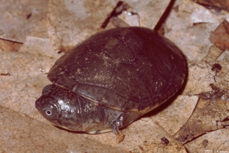 Eine ausgestorbene Schildkröte weniger- Schildkrötenart auf den Seychellen hat niemals existiert
