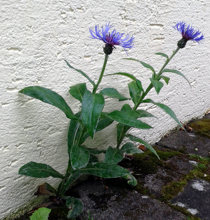 Besondere Gehegepflanzen (13) – Bergflockenblumen
