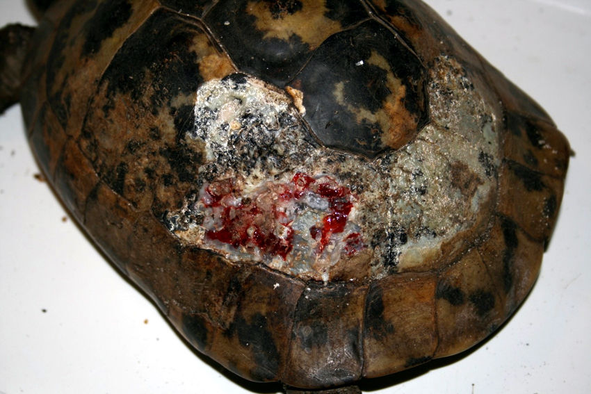 Nachgefragt beim Tierarzt: Panzernekrose