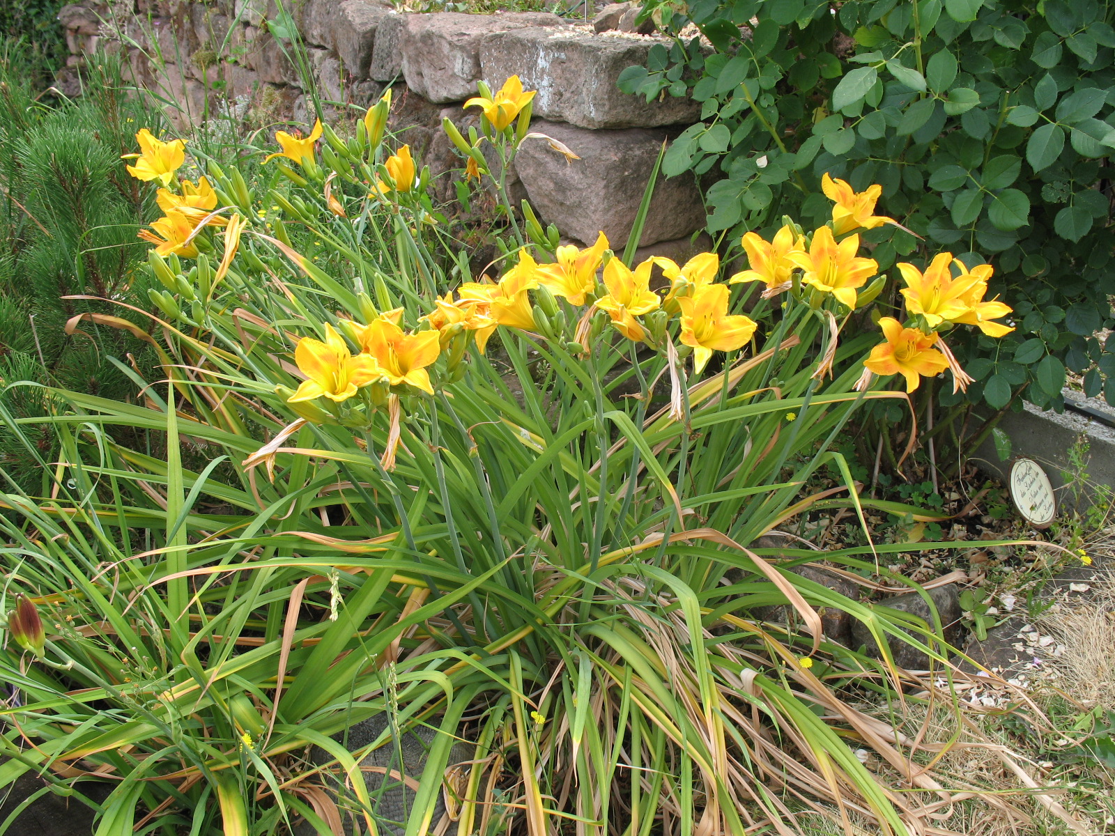 Besondere Gehegepflanzen (14)  -  Taglilien Hemerocallis