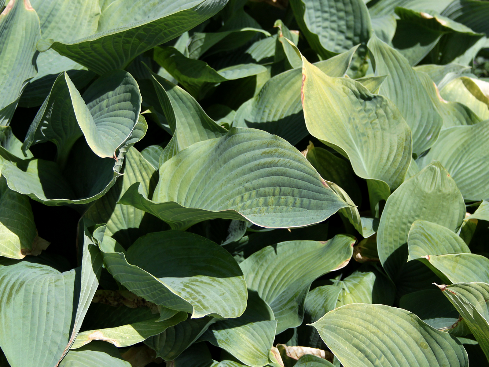 Besondere Gehegepflanzen (16) – Funkien Hosta