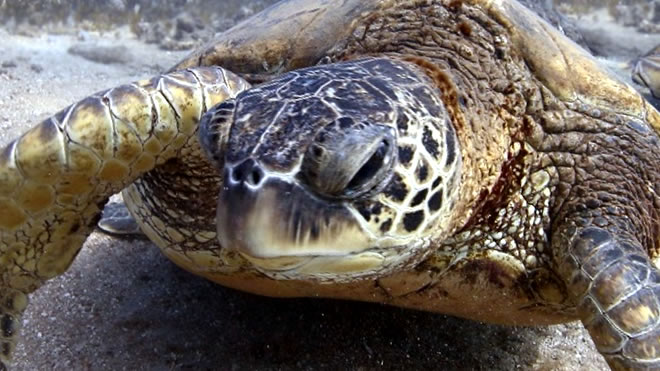 Mittelmeer-Müll tötet Wasserschildkröten vor Mallorca