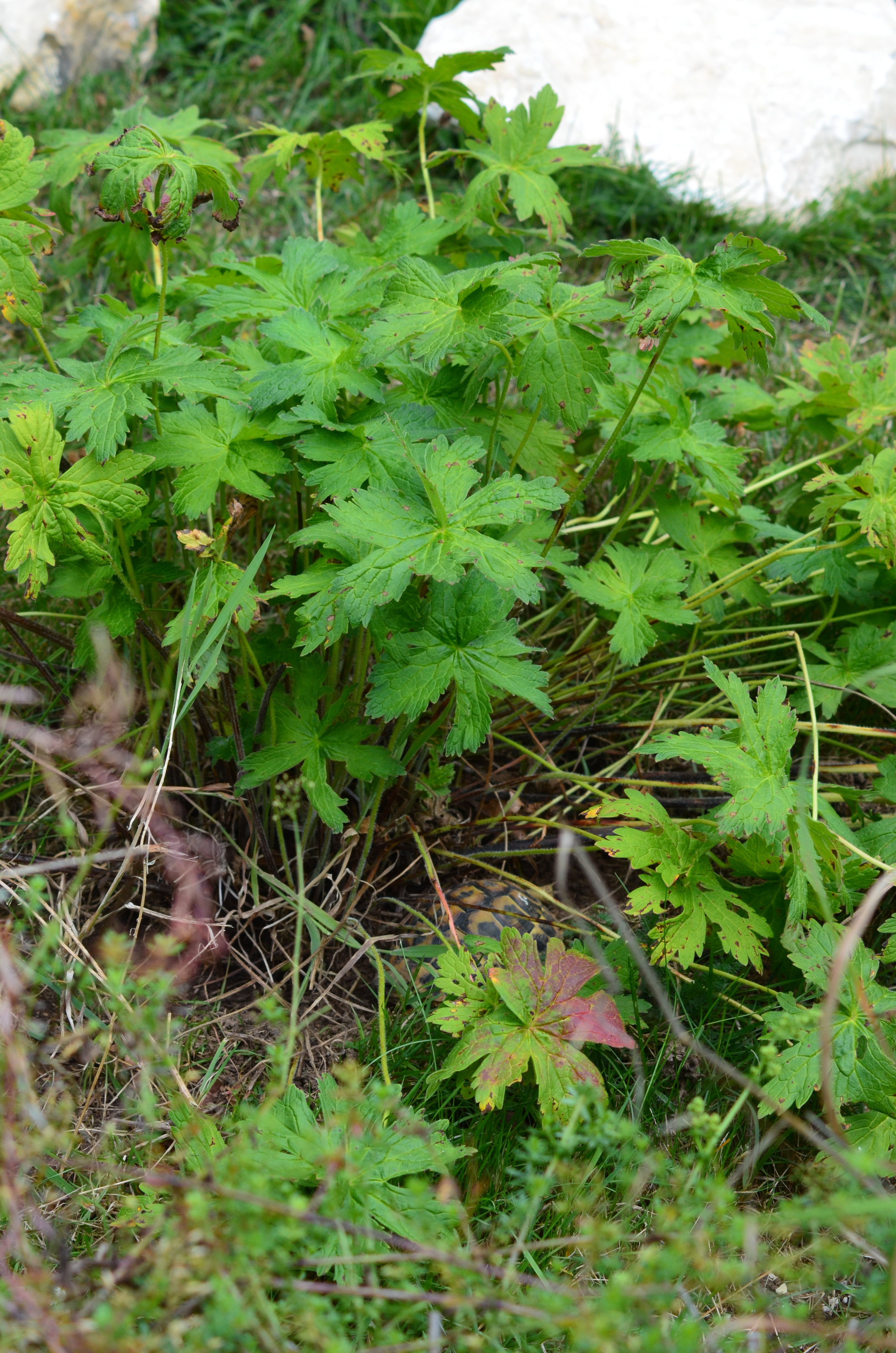 Besondere Gehegepflanzen (17) – Wiesen-Storchschnabel Geranium pratense