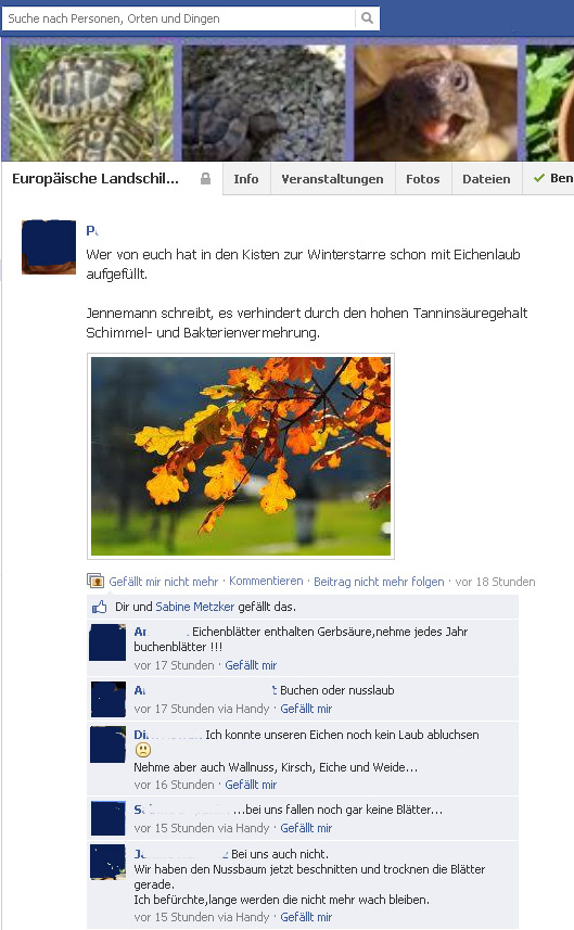 Eichenlaub zur Überwinterung? - Warum nicht...