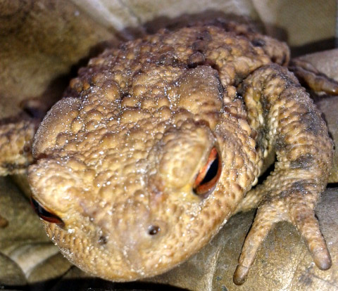 Untermieter im Schildkrötengehege – Die Erdkröte (Bufo bufo)