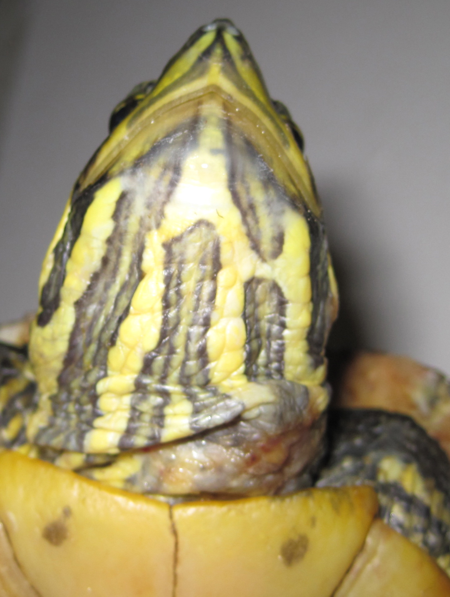 Nachgefragt beim Tierarzt: Abszesse