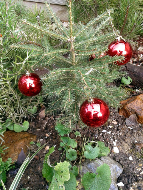 Besondere Gehegepflanzen (18): Weihnachtsbaum