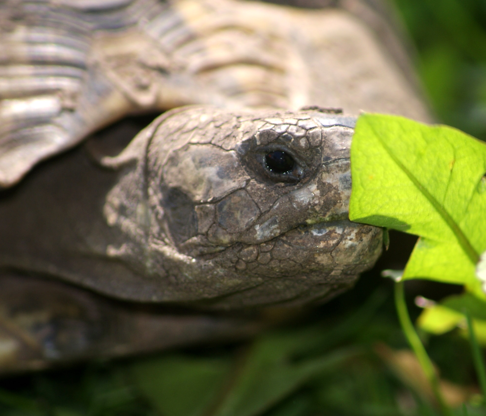 Anmerkungen zur Wildtierhaltung (Teil 1): Schildkröten sind Wildtiere