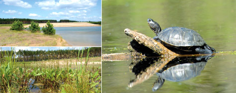Ein Refugium für Sumpfschildkröte & Co