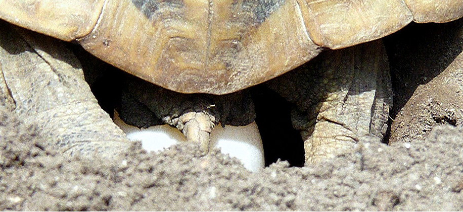 Studie zur Entwicklung europäischer Landschildkröten im Ei und danach