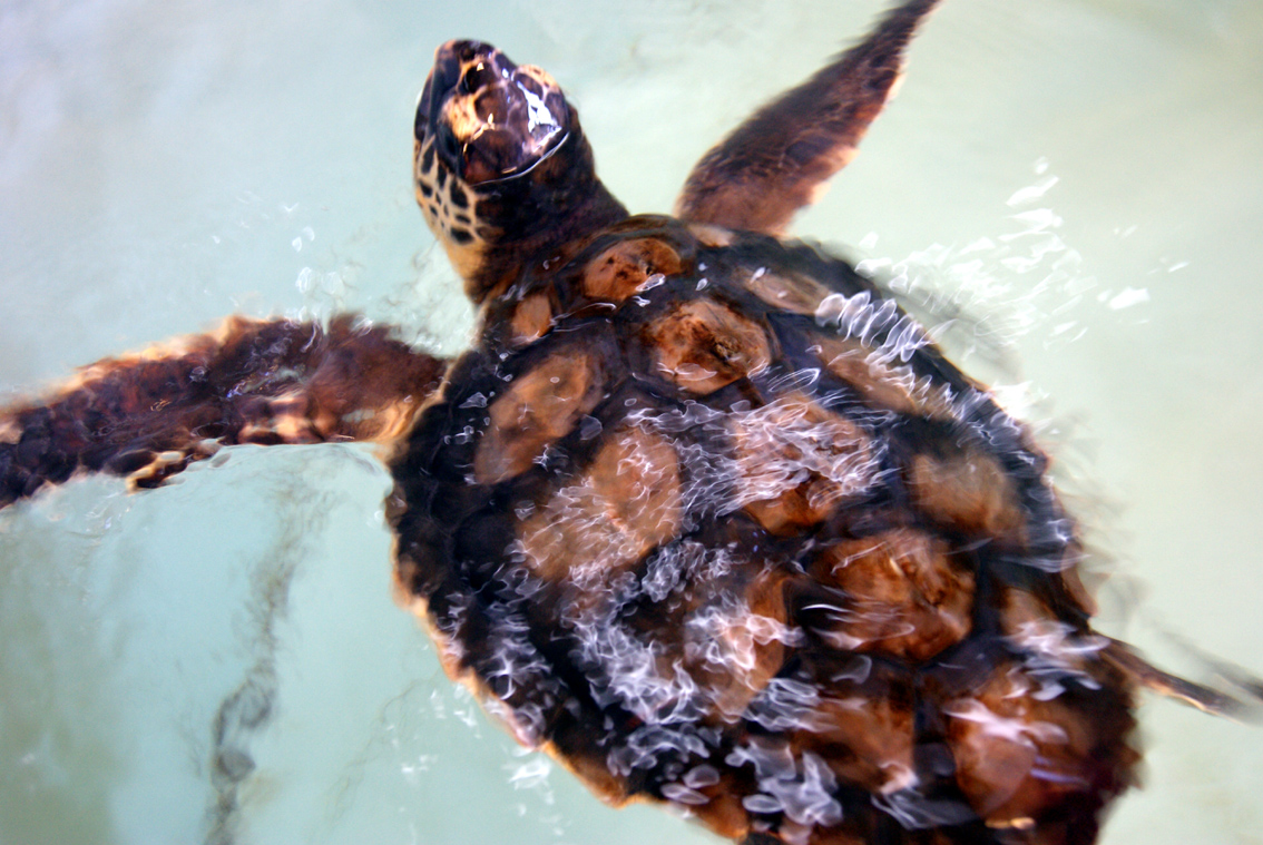 Molly, Nikka und die anderen - Die Meeresschildkrötenstation von Pula