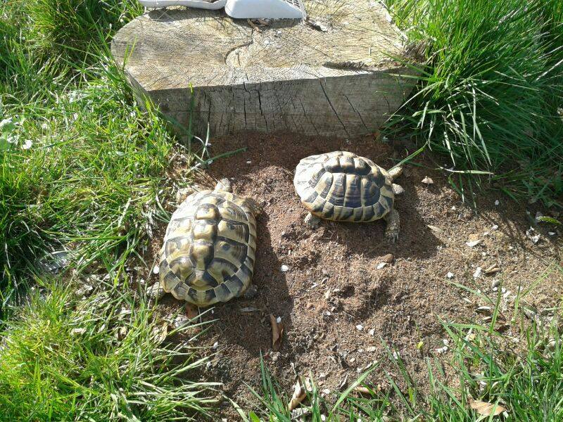 Lithophagie (aktives Fressen von Steinen) bei Landschildkröten – Ein Fall aus der tierärztlichen Praxis