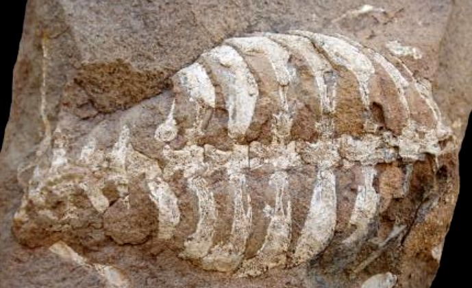 Der Archaeopteryx der Schildkröten