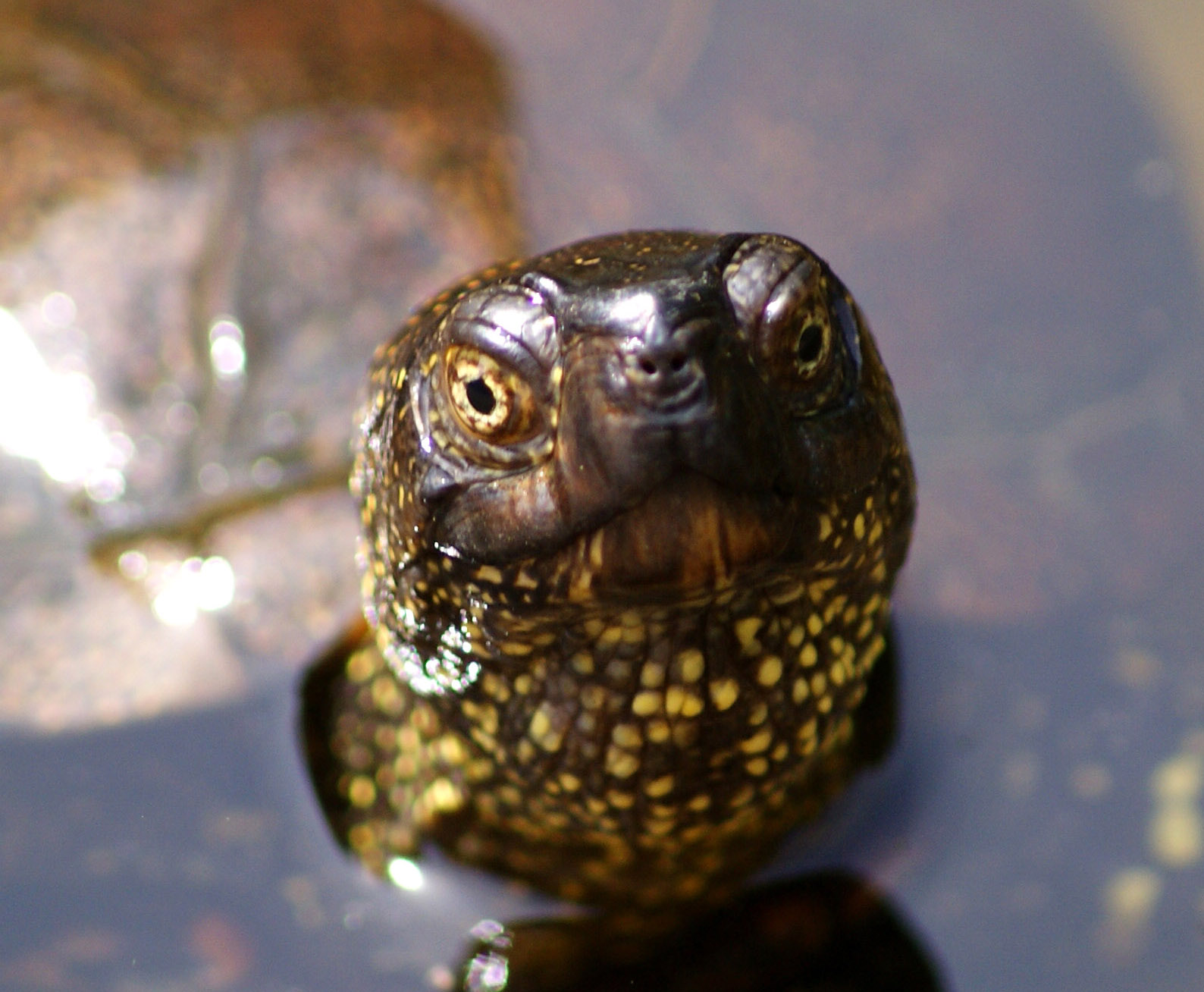Die Europäische Sumpfschildkröte ist Reptil des Jahres 2015