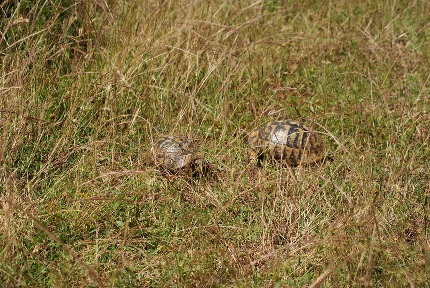 Anmerkungen zur Wildtierhaltung (Teil 2): Kuscheln