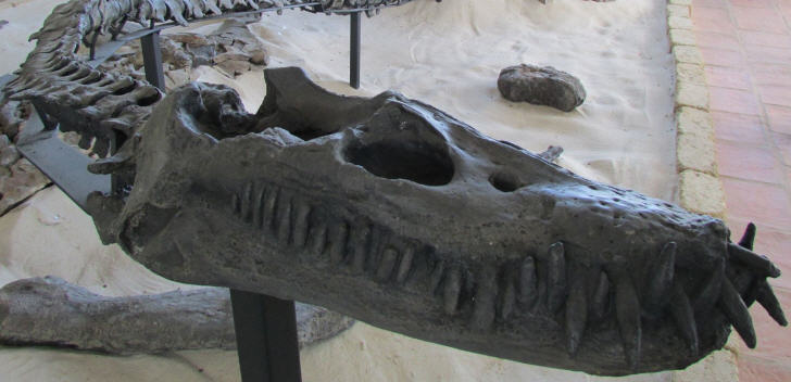 Kolumbien: Älteste fossile Meeresschildkröte entdeckt