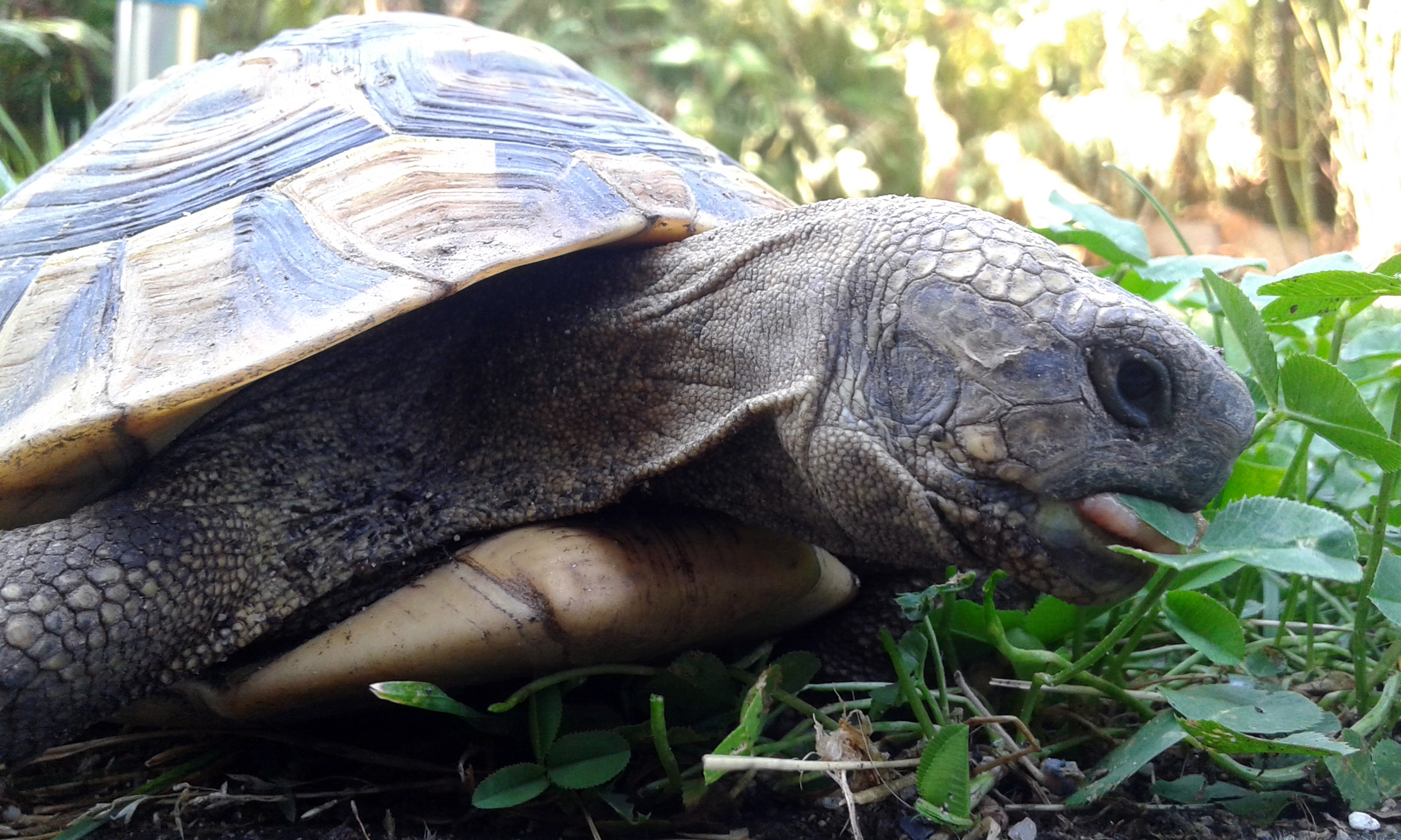 Anmerkungen zur Wildtierhaltung (3): Futterneid