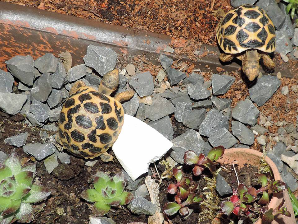 Vorbereitungen für die kalte Jahreszeit mit winterwachen Landschildkröten
