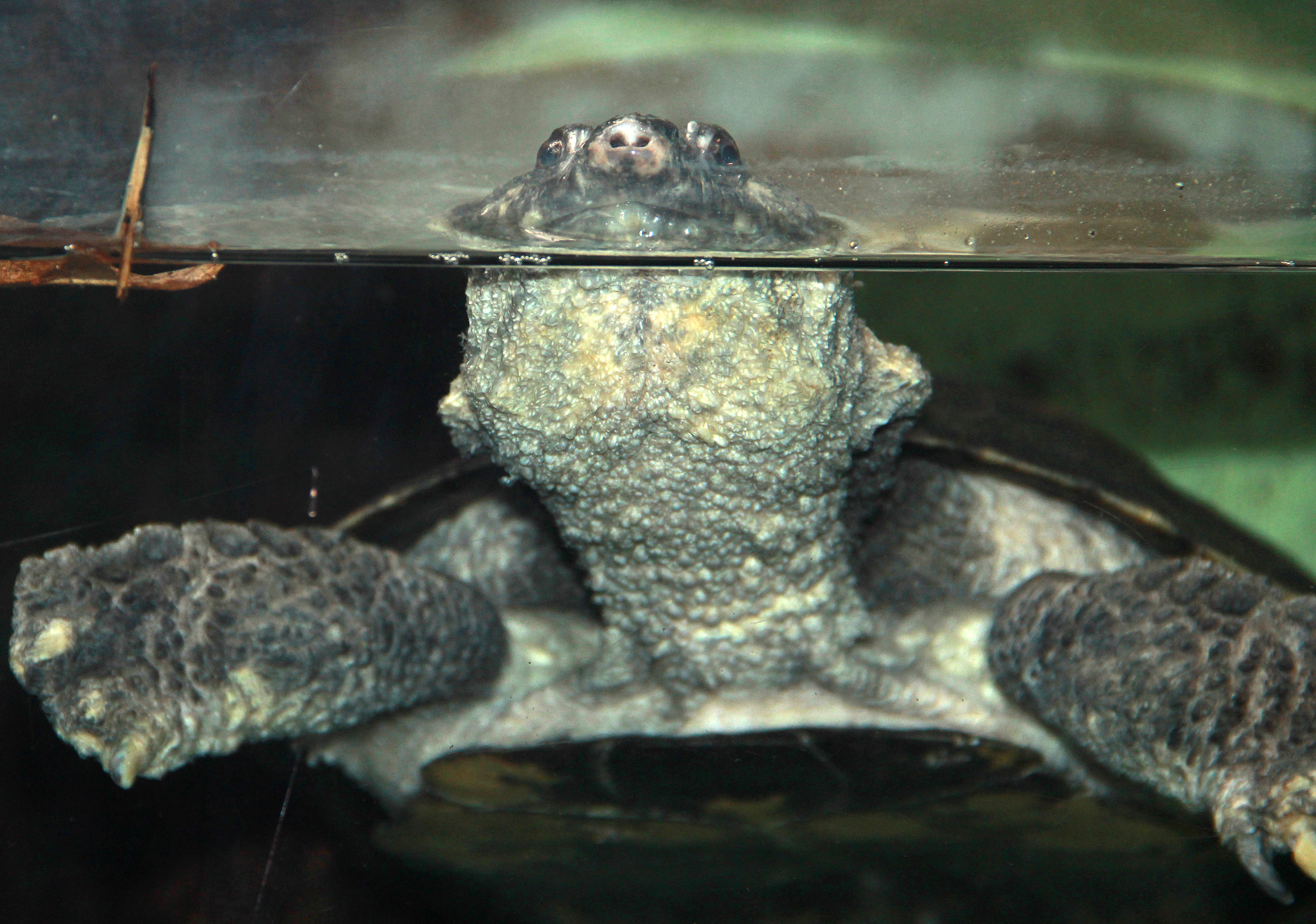 Zweiter Teil der Umfrage zur Ernährung von Schildkröten