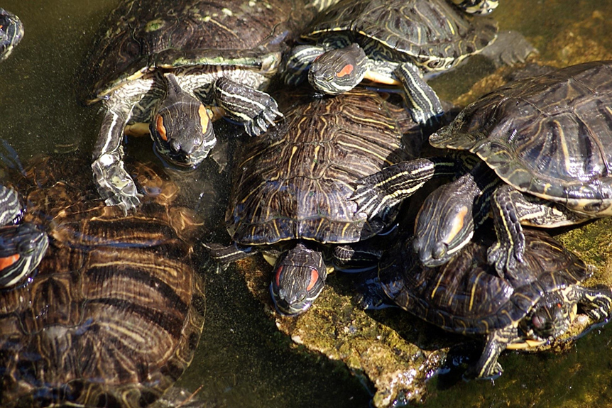 Invasive Rotwangenschmuckschildkröte macht sich breit